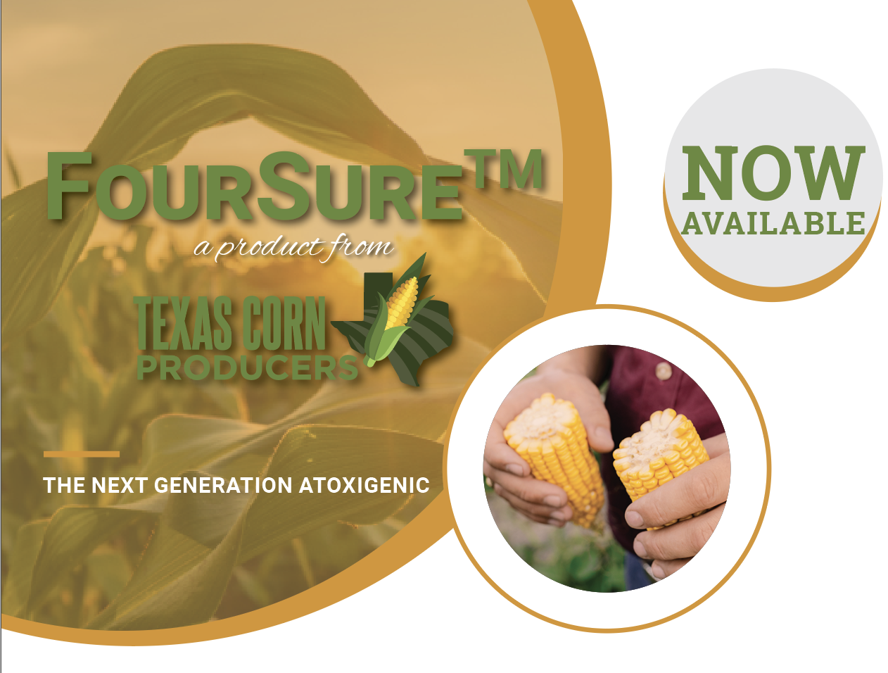 Next generation in aflatoxin prevention now available